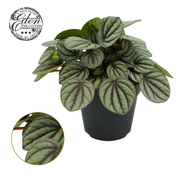 Peperomia Mistique 