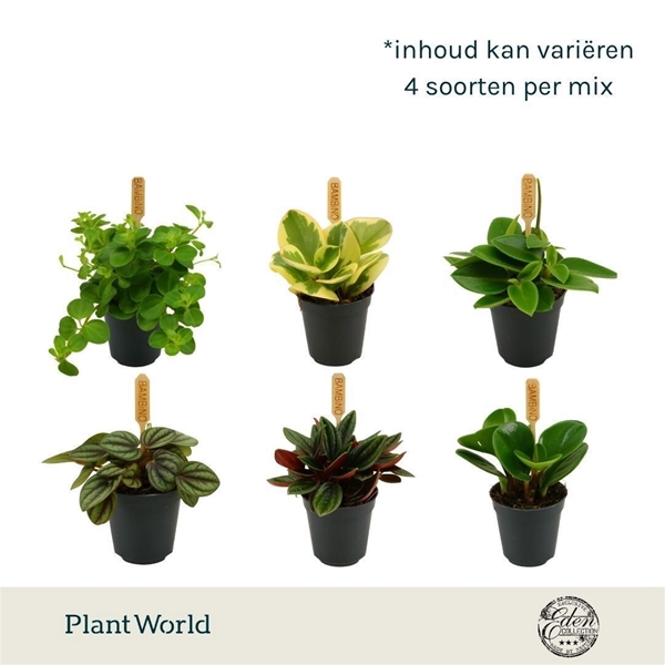 Peperomia Mix