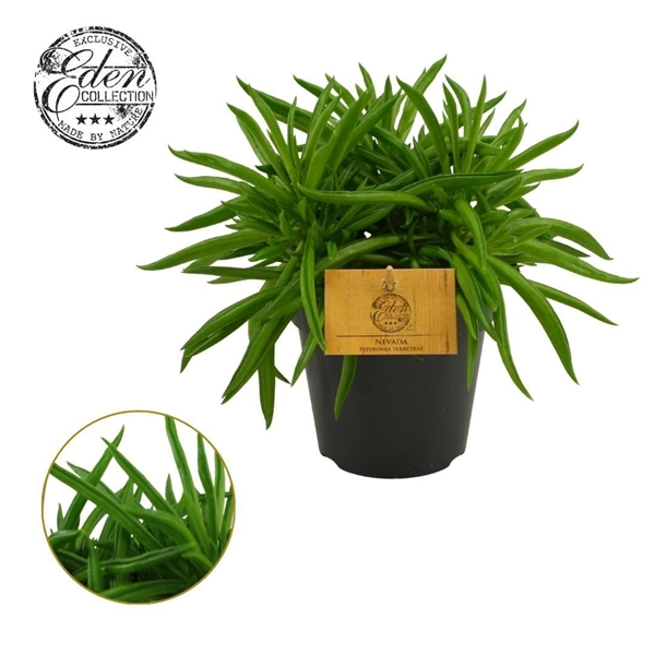 Peperomia Ferreyrae Nevada 