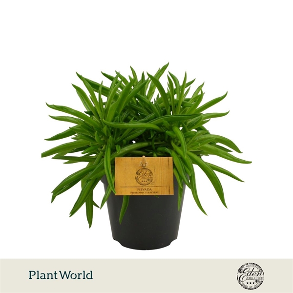 Peperomia Ferreyrae Nevada 
