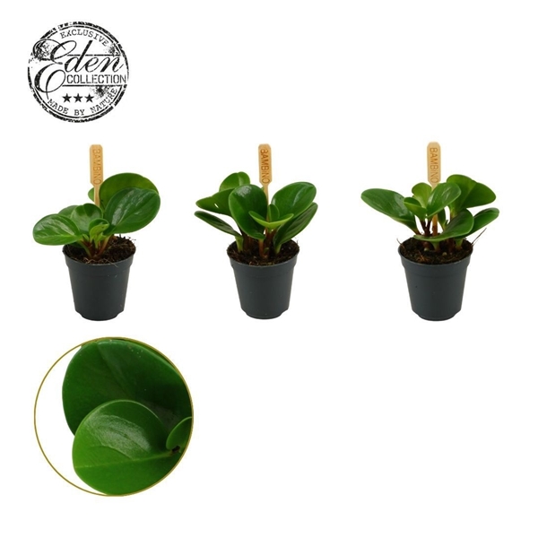 Peperomia Obtusifolia Grun