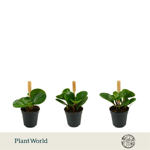 Peperomia Obtusifolia Grun