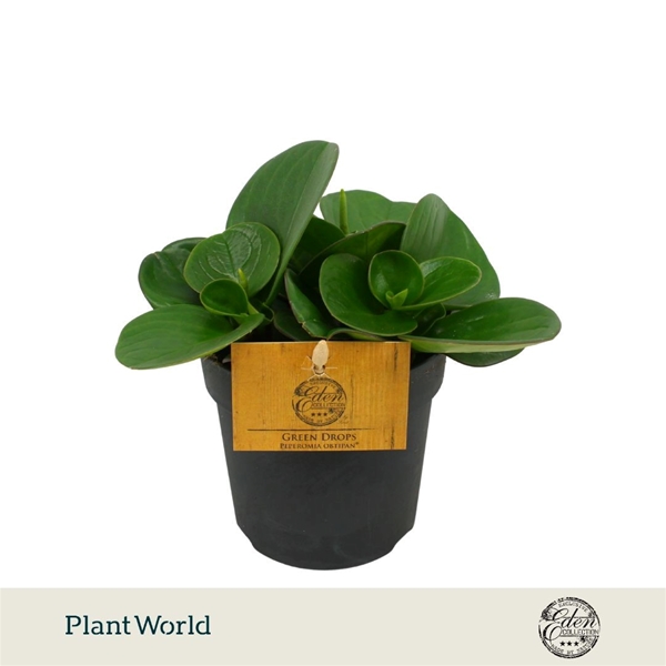 Peperomia Obtipan Grun