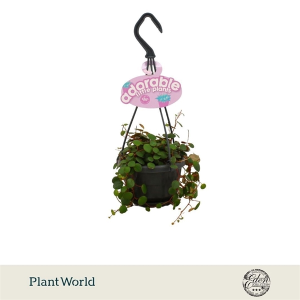 Peperomia Pepperspot Ampel