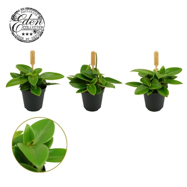 Peperomia Pixi