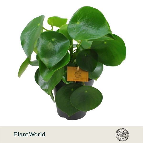 Peperomia Polybotrya