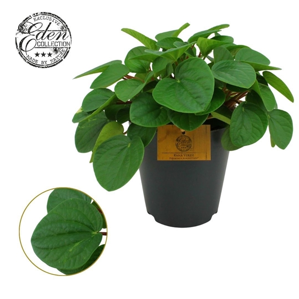 Peperomia Rana Verde