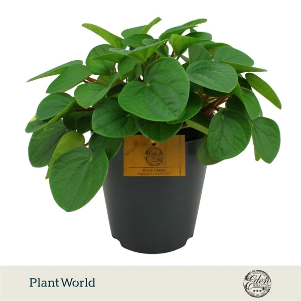 Peperomia Rana Verde