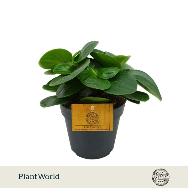 Peperomia Red Canyon
