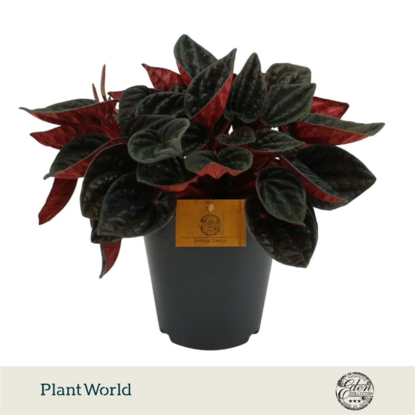 Peperomia Rojo Grande