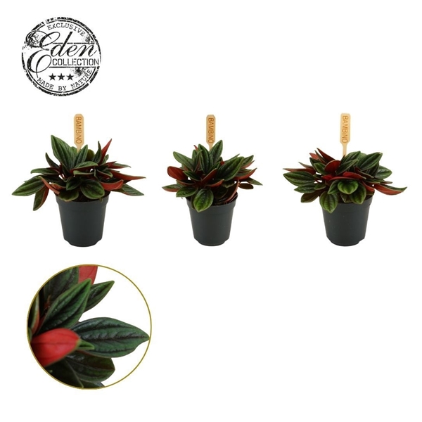 Peperomia Rosso