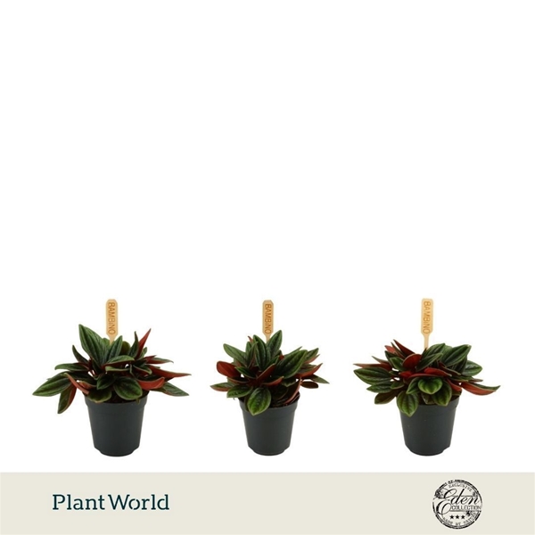 Peperomia Rosso