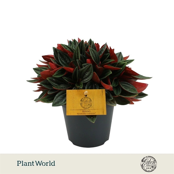 Peperomia Rosso
