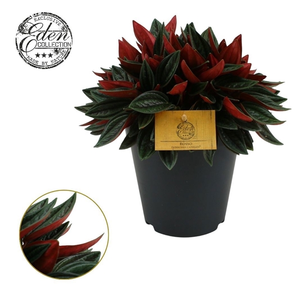 Peperomia Rosso