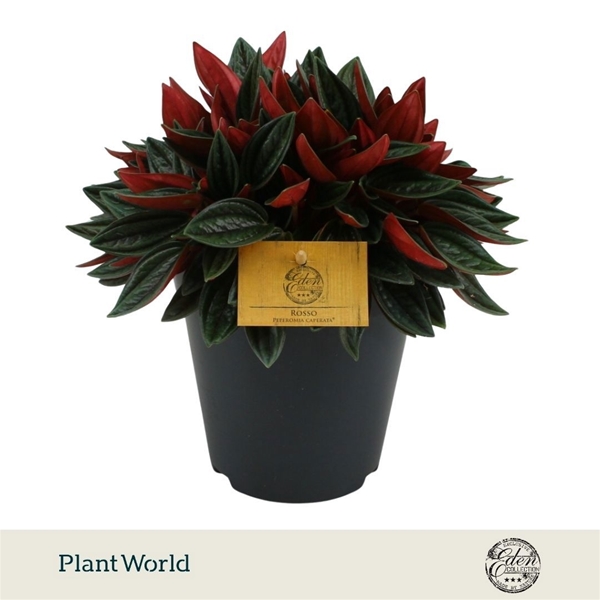 Peperomia Rosso