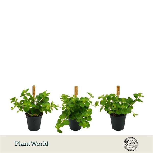 Peperomia Rotundifolia