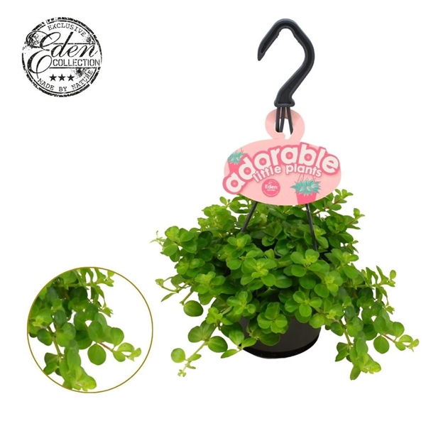 Peperomia Rotundifolia Ampel