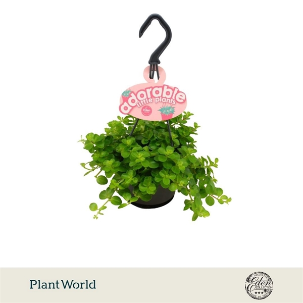 Peperomia Rotundifolia Ampel