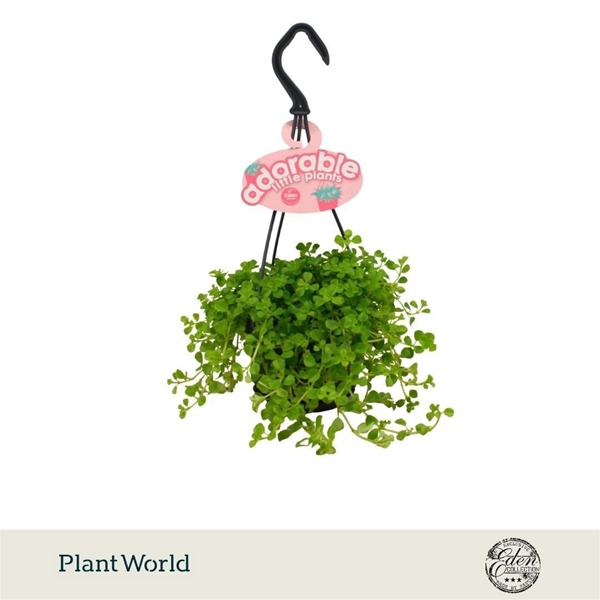 Peperomia Rotundifolia Ampel