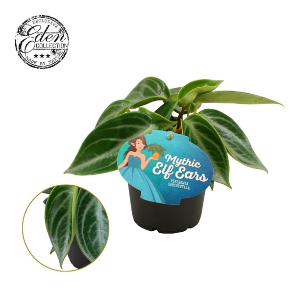 Peperomia Sarcophylla 