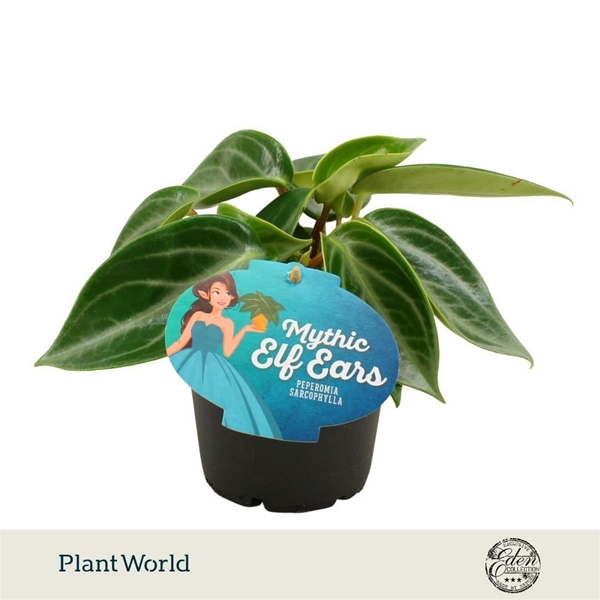 Peperomia Sarcophylla 