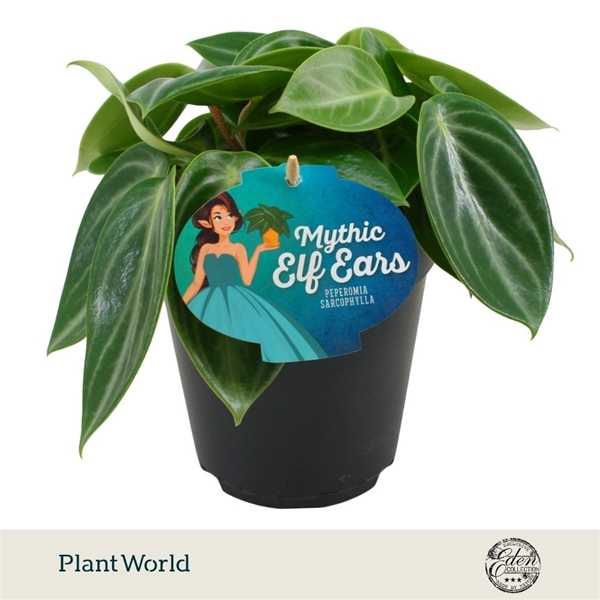 Peperomia Sarcophylla