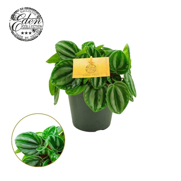 Peperomia Star Fruit 