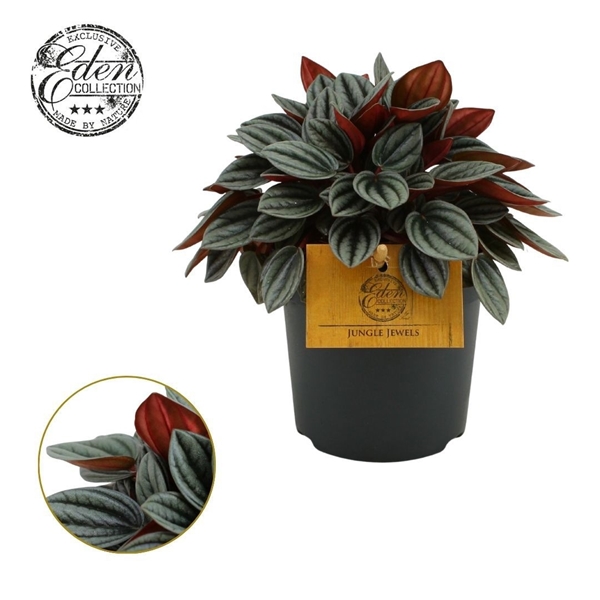 Peperomia Tender Toscane