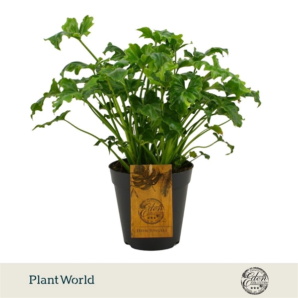 Philodendron Atlantis