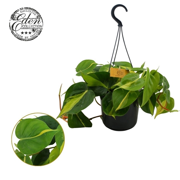 Philodendron Scandens Brasil Ampel