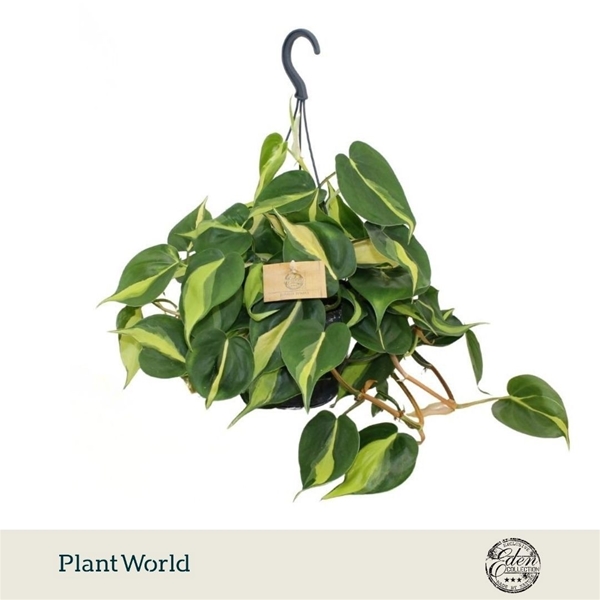 Philodendron Scandens Brasil Ampel