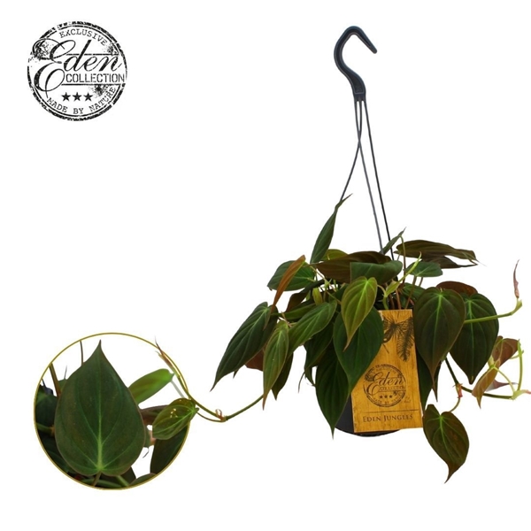 Philodendron Micans Ampel