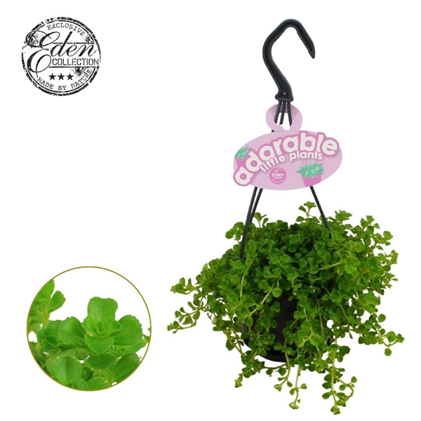 Pilea Depressa Ampel