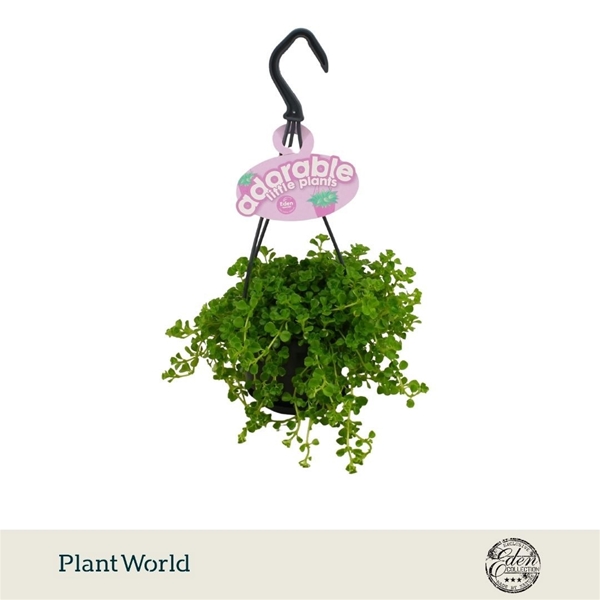 Pilea Depressa Ampel