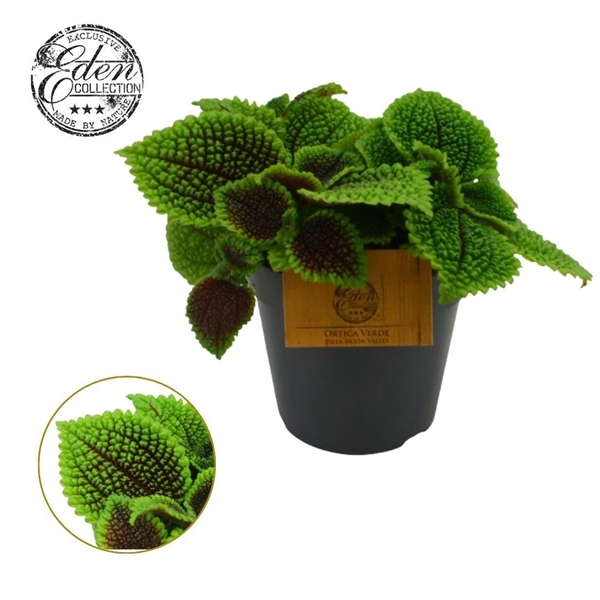 Pilea Moon Valley