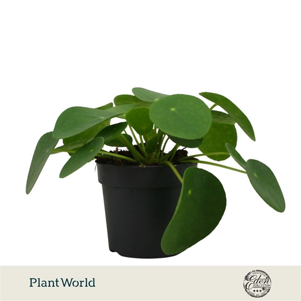 Pilea Peperomioides 