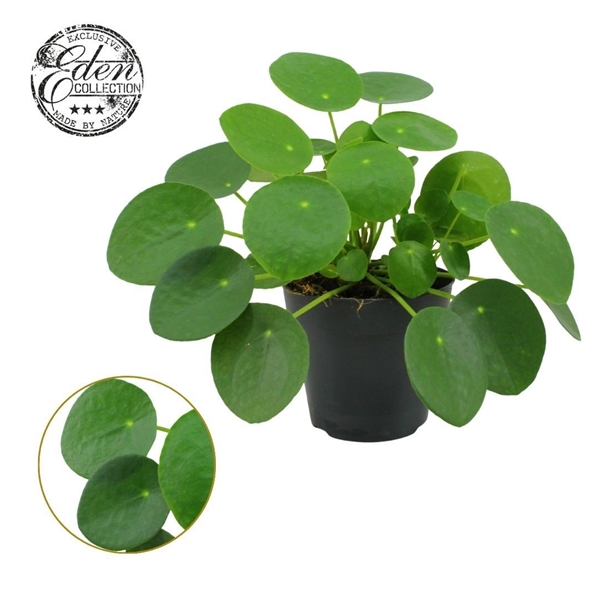 Pilea Peperomioides 