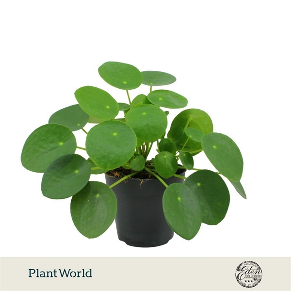 Pilea Peperomioides 