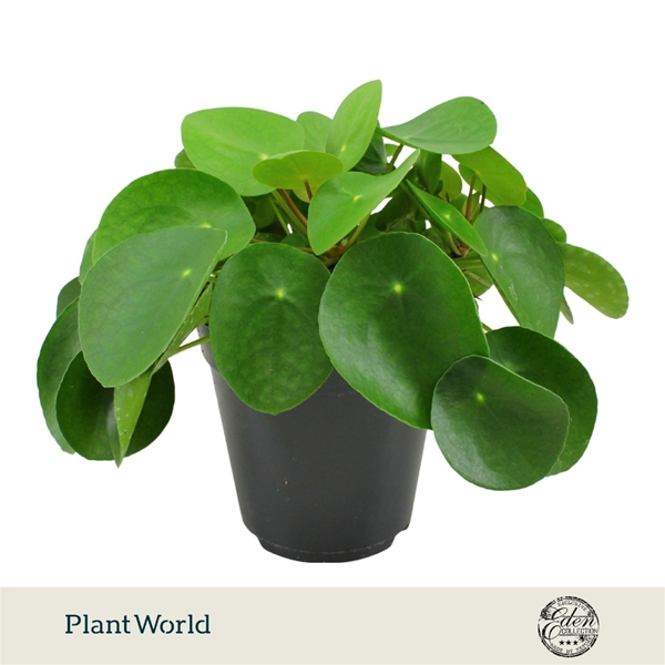 Pilea Peperomioides 