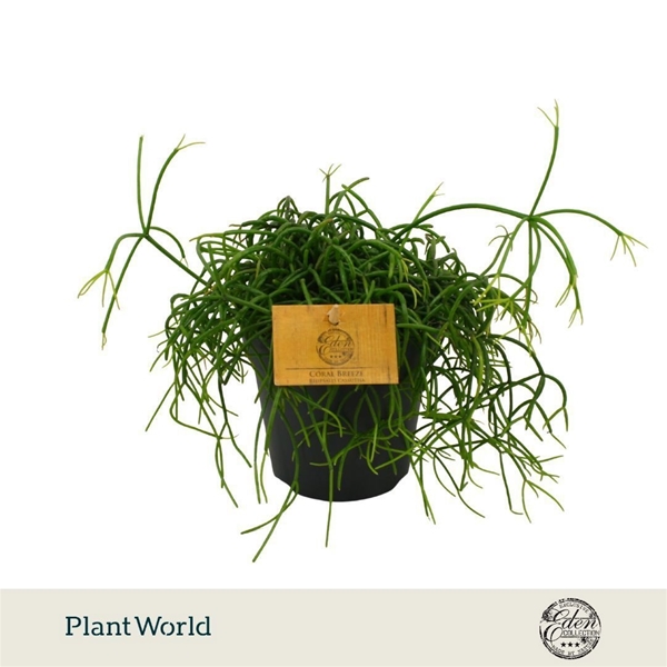 Rhipsalis Cashero
