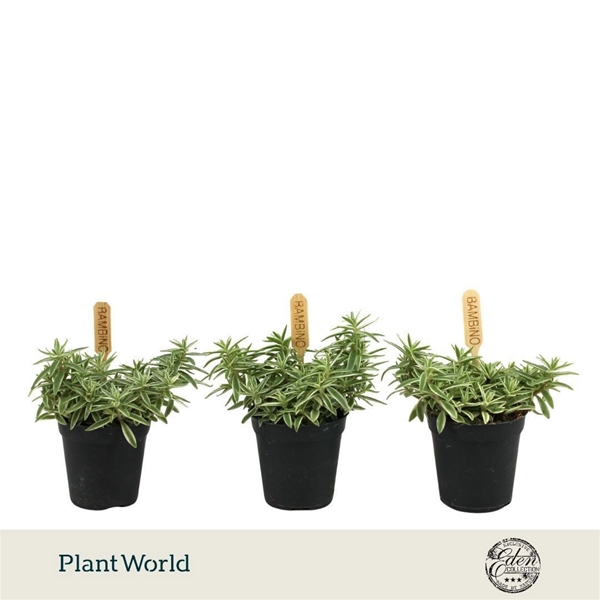 Sedum Linear 