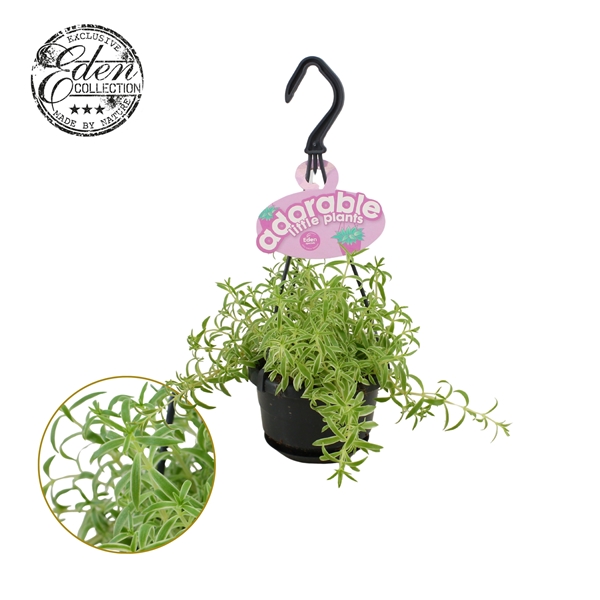 Sedum Linear Ampel