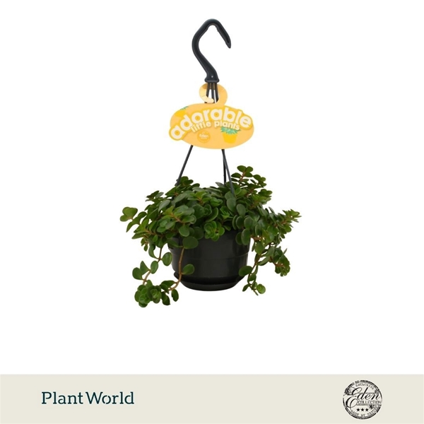 Sedum Tornado Ampel