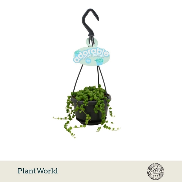 Senecio Rowleyanus Ampel