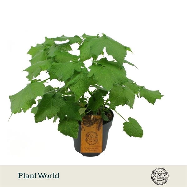 Sparmannia Africana