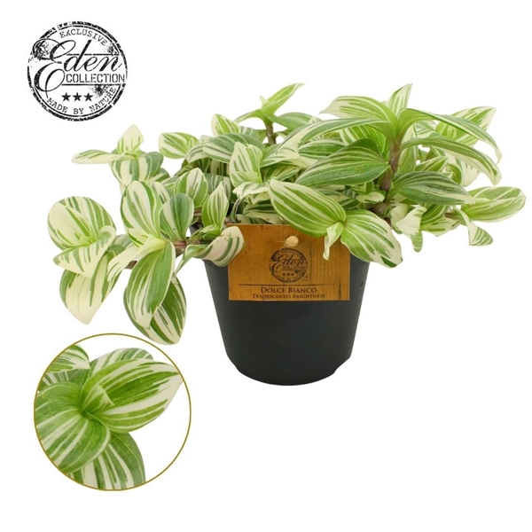 Tradescantia Brightness