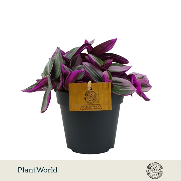 Tradescantia Nanouk
