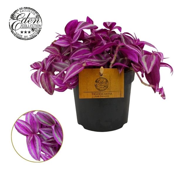 Tradescantia Pink Paradise 