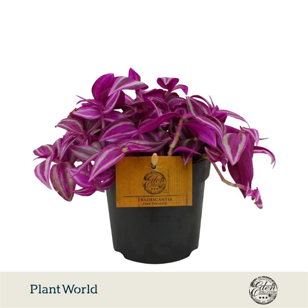 Tradescantia Pink Paradise 