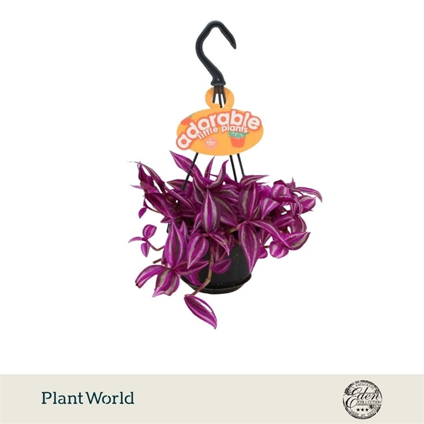 Tradescantia Pink Paradise Ampel